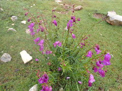Penstemon campanulatus