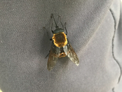 Tabanomorpha