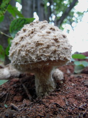 Coniolepiota