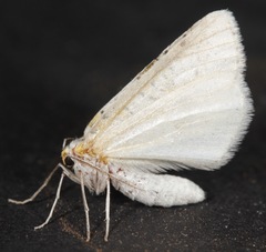 Philtraea paucimacula