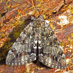 Catocala lacrymosa