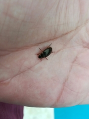 Tropisternus lateralis