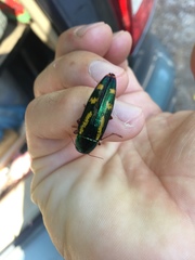 Buprestis rufipes