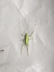 Meconema meridionale