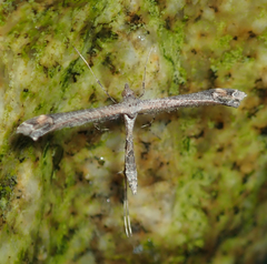 Anstenoptilia