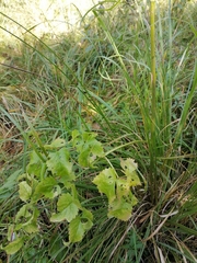 Ostericum palustre