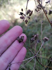 Ostericum palustre