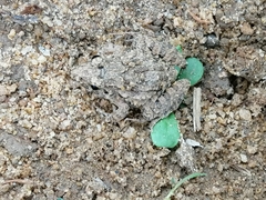 Hoplobatrachus crassus