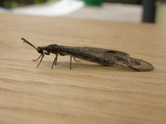 Glenoleon meteoricus