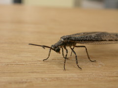 Glenoleon meteoricus