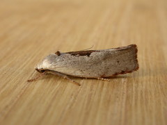Tymbophora peltastis