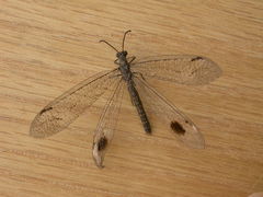 Glenoleon meteoricus