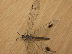 Glenoleon meteoricus