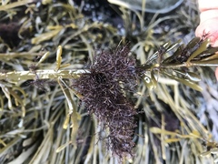 Vertebrata lanosa
