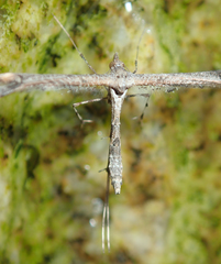 Anstenoptilia