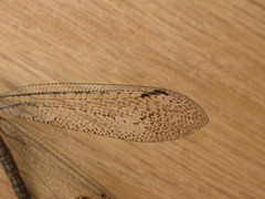 Glenoleon meteoricus