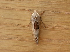 Tymbophora peltastis