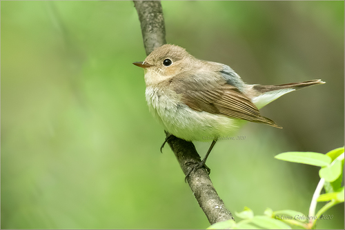 Red-breasted Flycatcher