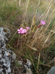 Dianthus pungens brachyanthus