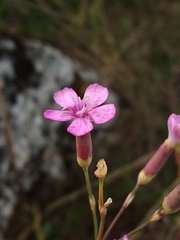 Dianthus pungens brachyanthus
