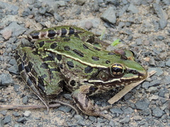 Lithobates kauffeldi