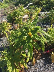 Senecio pseudoarnica
