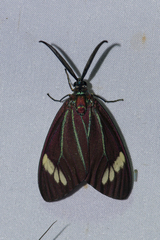 Cyclosia papilionaris