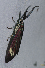 Cyclosia papilionaris