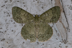 Epipristis