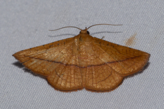 Striglina
