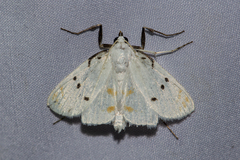 Brihaspa atrostigmella