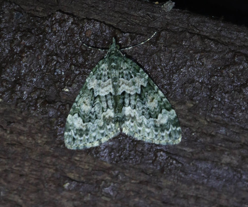 Autumn Green Carpet