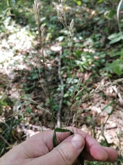 Dactylis glomerata lobata