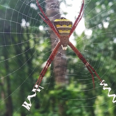 Argiope pulchella
