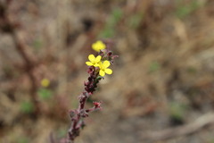 Camissoniopsis micrantha