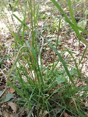 Dactylis glomerata lobata