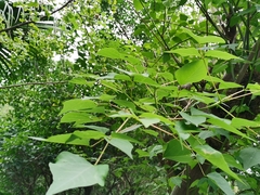 Erythrina corallodendron