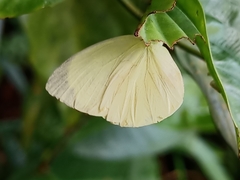 Gandaca harina distanti