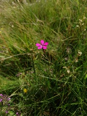 Dianthus deltoides