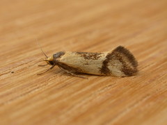 Oecophorinae