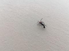 Thyrsophorinae