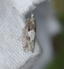 Epinotia brunnichana