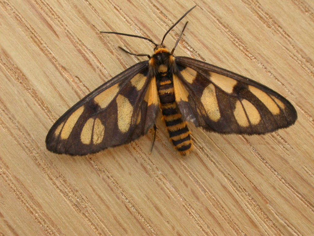 Amata trigonophora