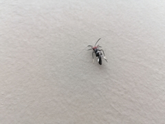 Thyrsophorinae
