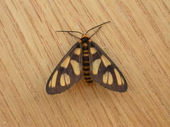 Amata trigonophora