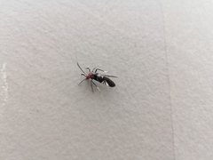 Thyrsophorinae