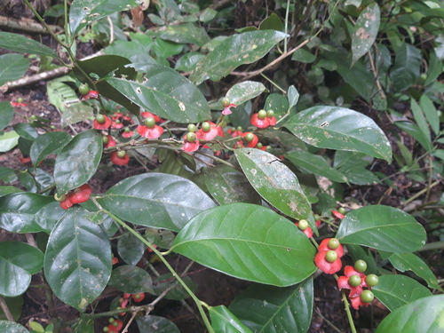Heisteria acuminata (Heisteria acuminata)