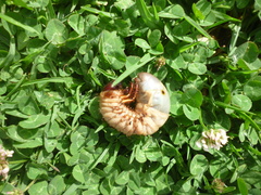 Dynastinae