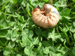 Dynastinae