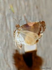 Hedya chionosema